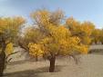 Huyang (Populous diversifolia) in China's Far West